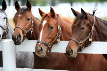 horses at farm